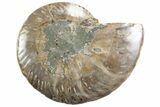 Cut & Polished Ammonite Fossil (Half) - Madagascar #364903-1